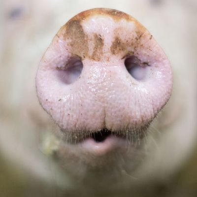 In einem Allgäuer Mastbetrieb soll es zu Verstößen gegen das Tierwohl gekommen sein. 
