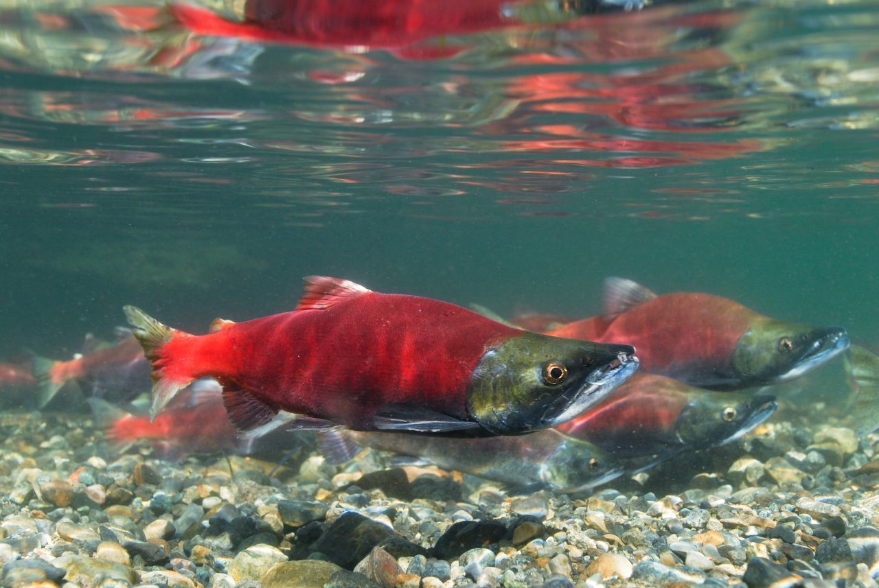 Zu den prächtigsten Gesellen zählen die Rot- und Königslachse aus dem Pazifik: Ihr bläuliches Gewand färbt sich im Lauf ihrer Wanderung in das typische, leuchtende "Lachsrot". Verantwortlich dafür sind, ähnlich wie bei den Flamingos, kleine rote Krebstierchen, die den Fischen als Wegzehrung dienen.  