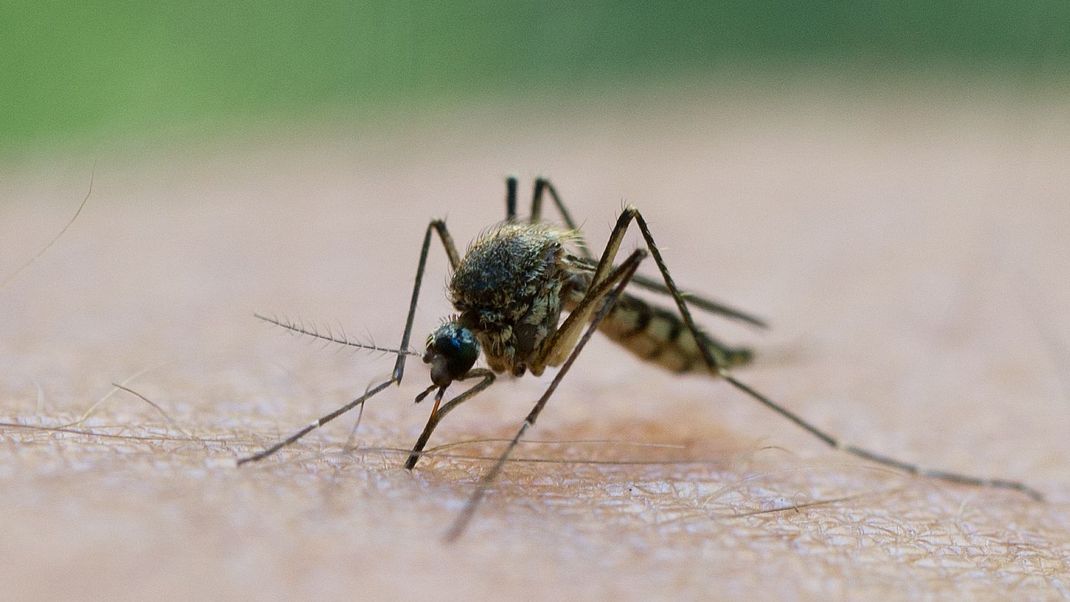 Stechmücken saugen mit einem Stechrüssel Blut ab. 