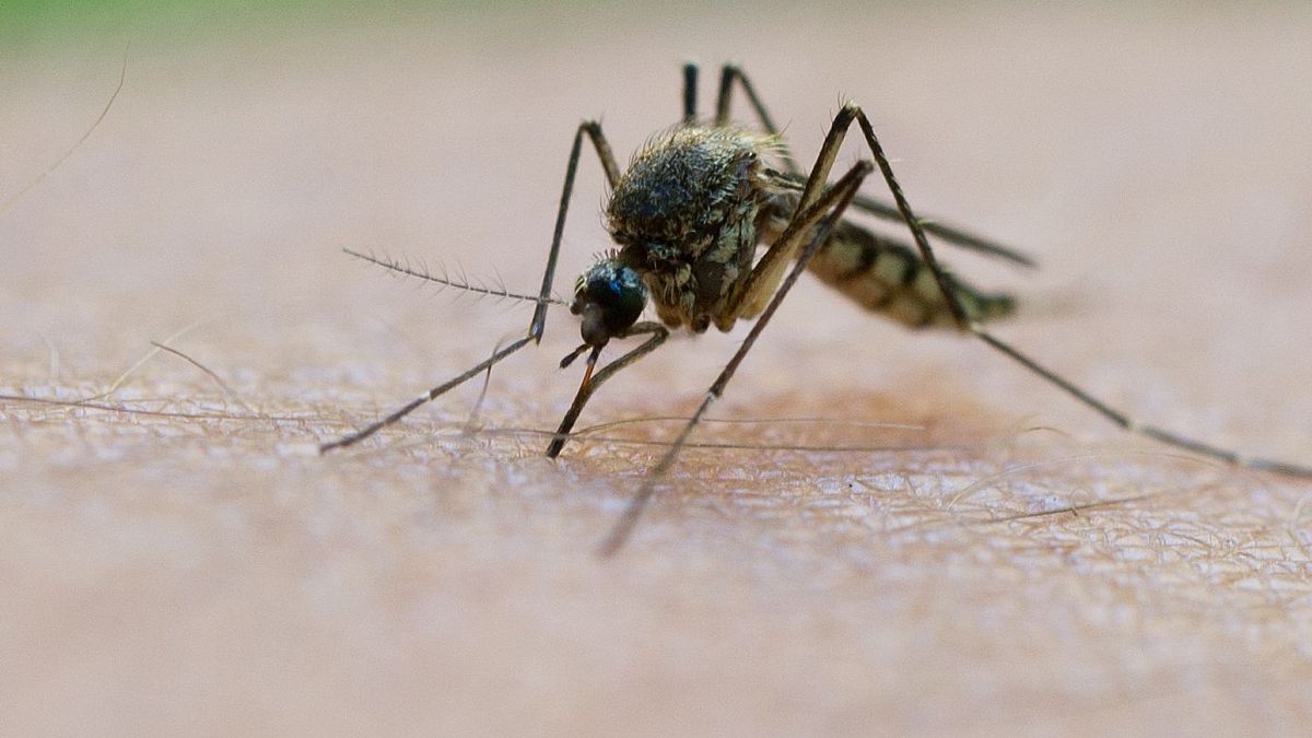 Stechmücken saugen mit einem Stechrüssel Blut ab. 