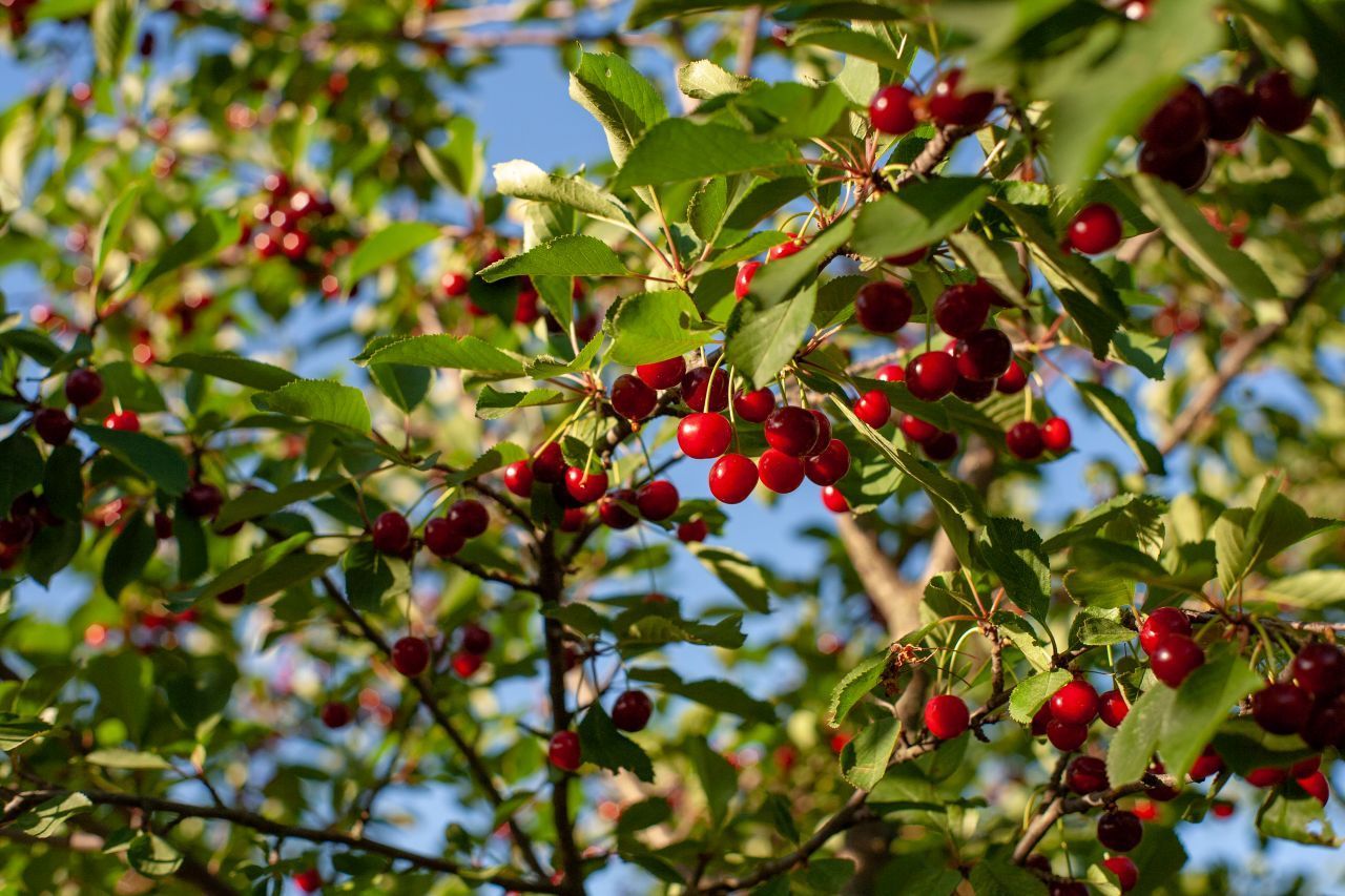 Die größte Vitamin C-Bombe unter den Obstsorten: die Acerola. Sie wächst nur in Süd- und Mittelamerika. Mit sagenhaften 1.700 mg Vitamin C pro 100 Gramm ist sie der Spitzenreiter. 