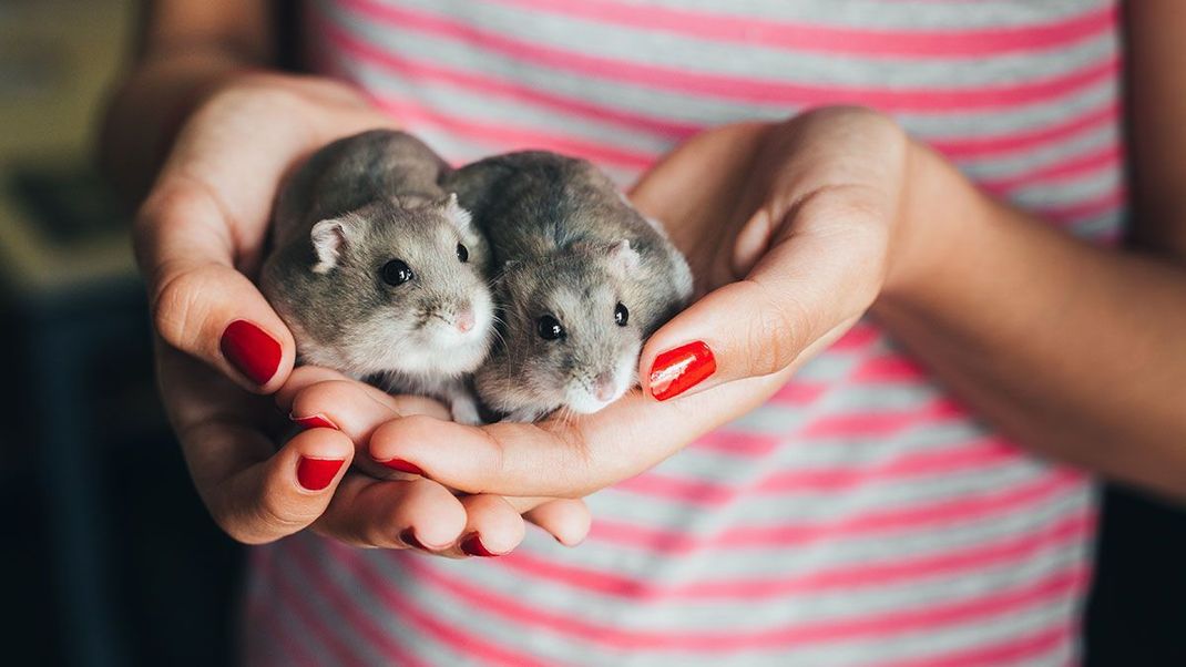 Frei von tierischen Inhaltsstoffe, sowie frei jeglicher Tierversuche – ja, dann ist ein Nagellack wirklich vegan! Die Fakten im Beauty-Artikel.