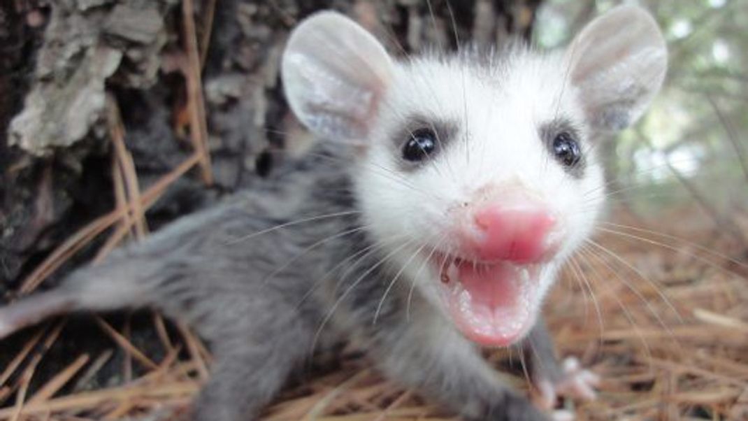 Bei der Geburt sind Baby Opossums einen Zentimeter lang und 0,1 Gramm schwer