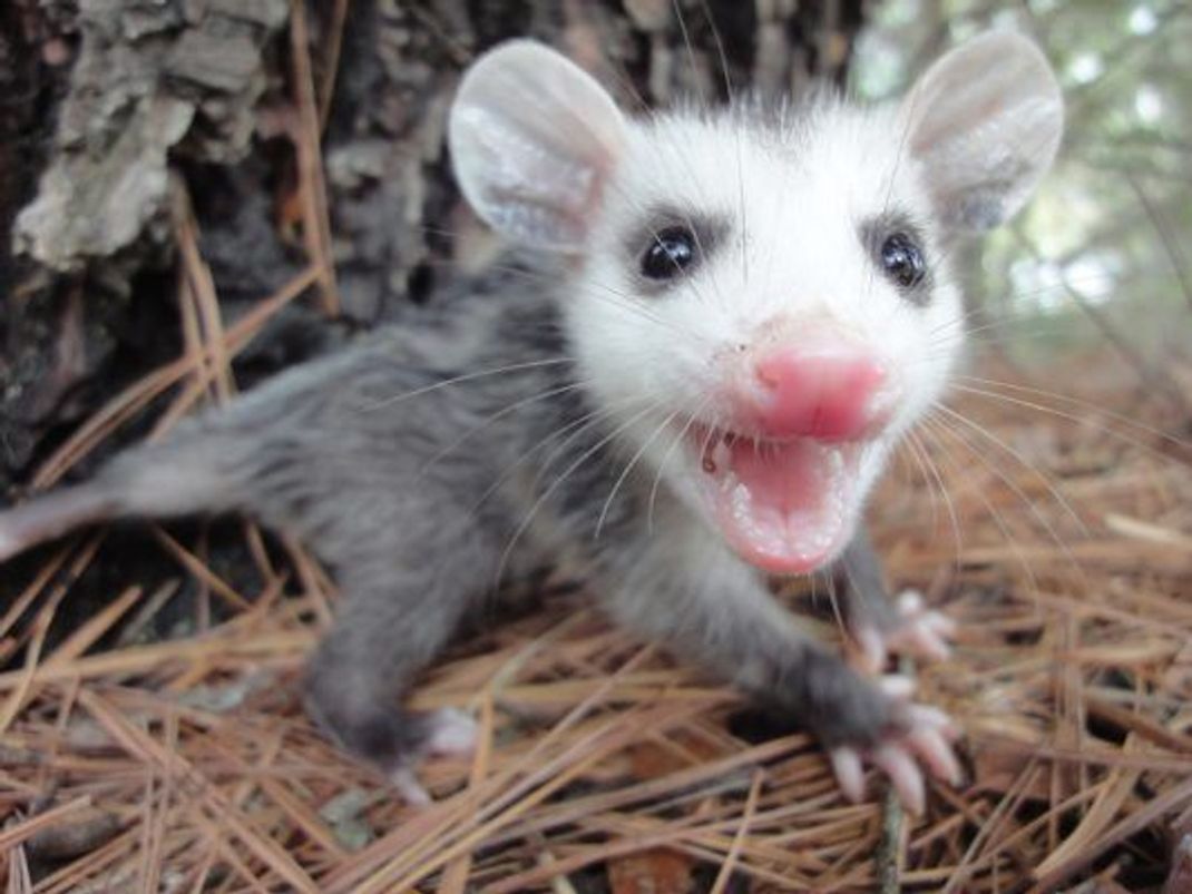 Bei der Geburt sind Baby Opossums einen Zentimeter lang und 0,1 Gramm schwer