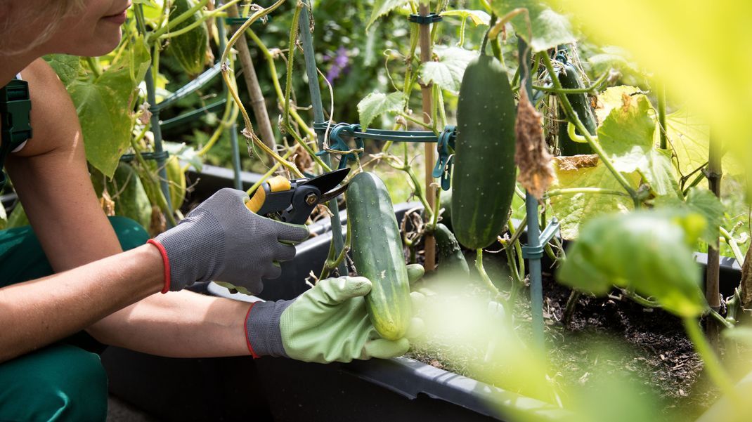 Upcycling im Garten: Kreative Ideen zur Verwendung von Gurkenschalen als natürlicher Dünger und Schädlingsbekämpfungsmittel.