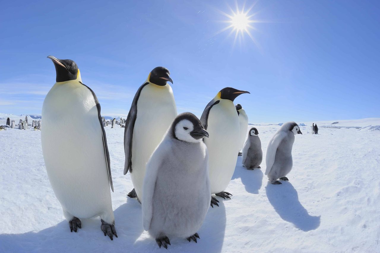 Kaiser-Pinguine mit Jungtieren, Snow Hill Island, Antarktis. Population: 13,8 Millionen (geschätzt).