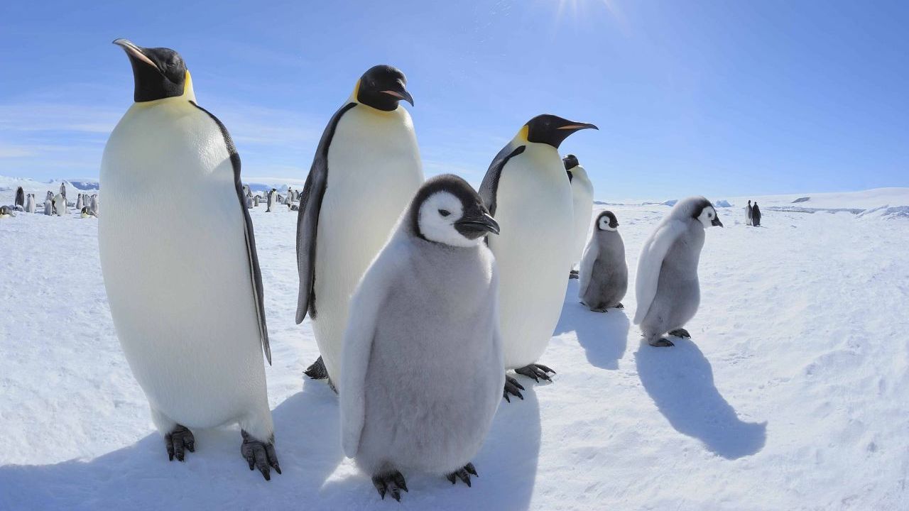 Kaiser-Pinguine mit Jungtieren, Snow Hill Island, Antarktis. Population: 600.000 (geschätzt).