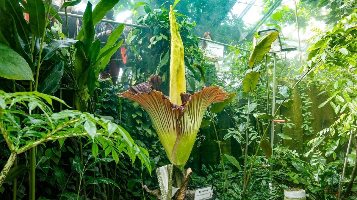 Größte Blume der Welt - Bayreuther Titanwurz blüht