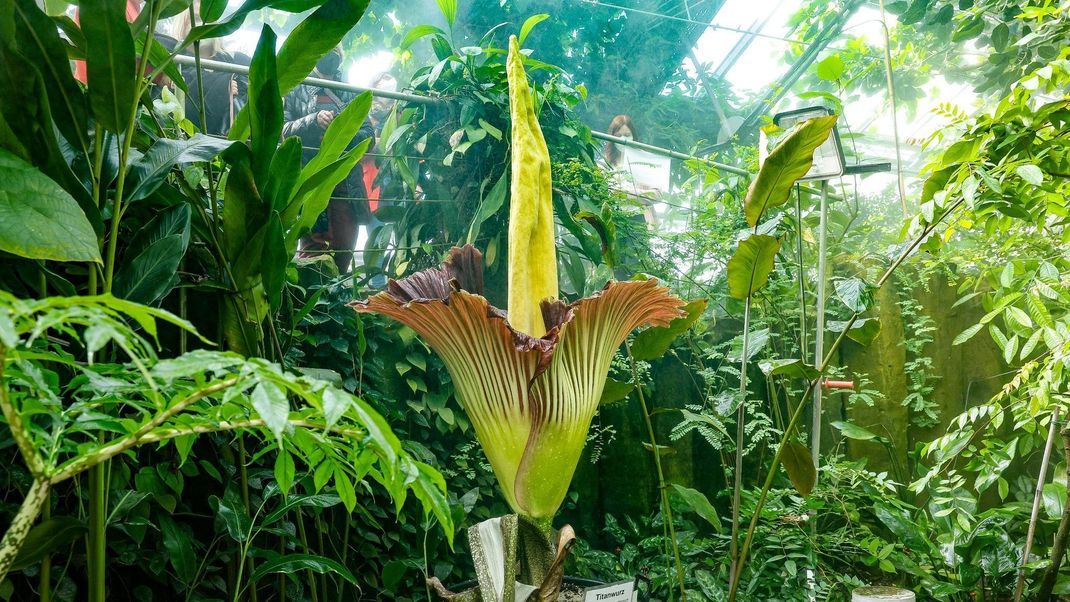 Die Blüte der Titanwurz. Die von der indonesischen Insel Sumatra stammende Titanwurz (Amorphophallus titanum) gilt nach Angaben auf der Homepage der Uni Bayreuth als größte Blume der Welt.