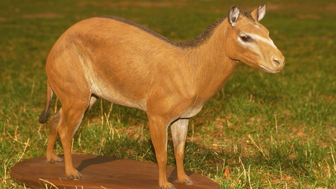 Das Urpferd Eohippus ist der Vorfahre aller Pferderassen. Es war so groß wie ein Fuchs und lebte auch in Nordamerika, bevor es wieder ausstarb.