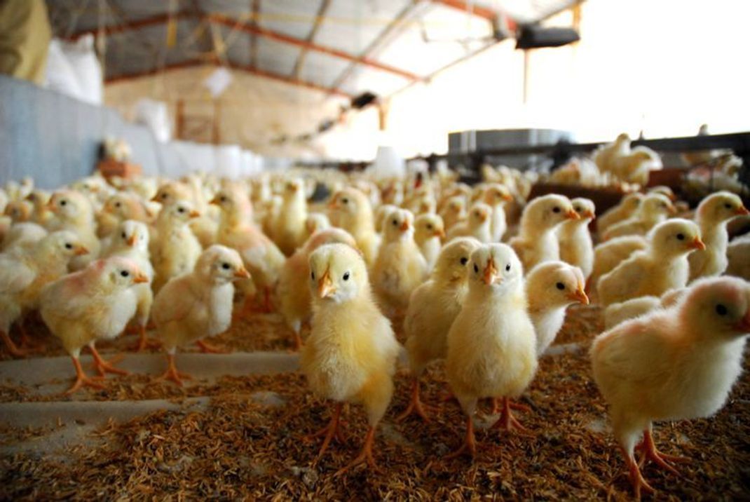 Kükentöten verboten: Bringt der neue Gesetzesbeschluss wirklich mehr Tierschutz?