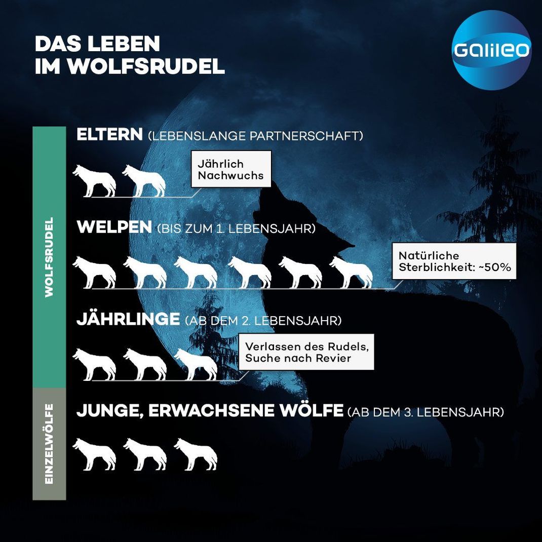 Wölfe leben monogam und bleiben bis zu ihrem Tod zusammen. Quelle: NABU