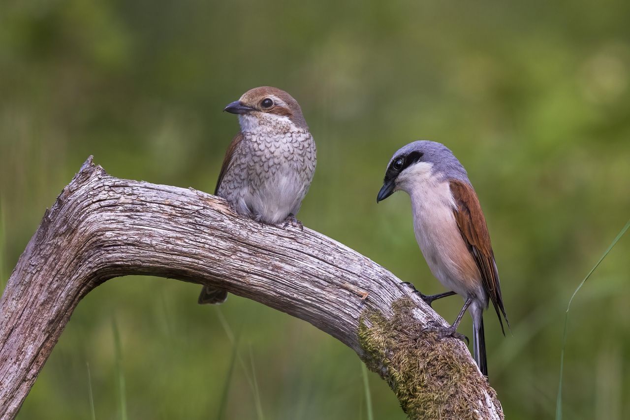 Platz 3: Neuntöter - Der kleine Vogel spießt seine Beute oft an Dornen oder spitzen Ästen auf, um sie dann zu verspeisen oder als Vorrat zu halten.