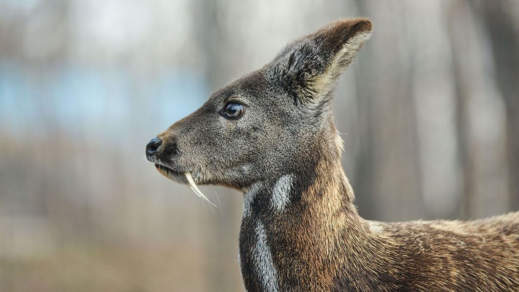 Das Moschustier lebt im Bergland Mittel- und Ostasiens.