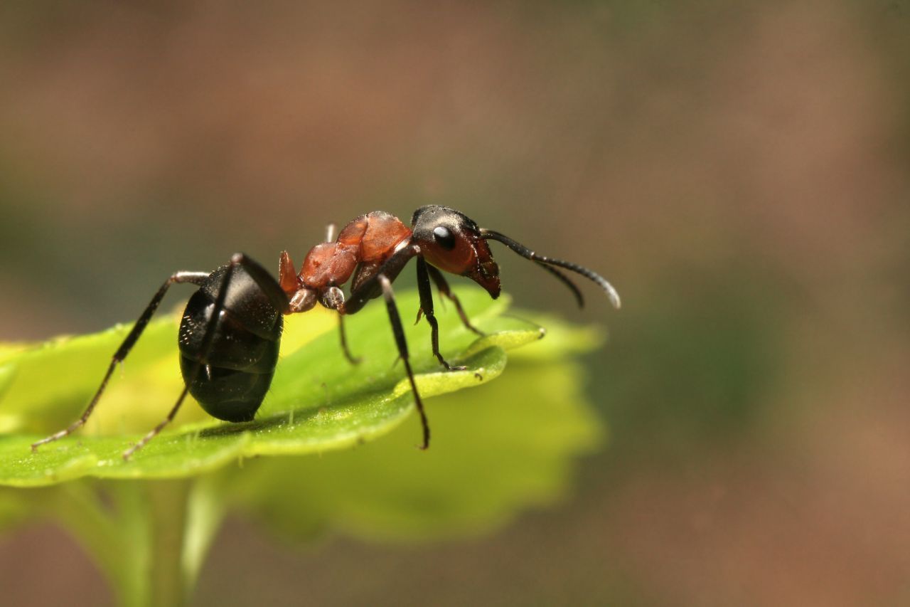 Bei einem Pilzbefall trifft ein Ameisenstaat verschiedene Vorkehrungen. Junge Ameisen, die sich um Brut und Königin kümmern, bleiben im Nest. Ältere mit einer deutlich geringeren Lebenserwartung beschaffen Nahrung - und versuchen, die infizierten Ameisen durch Ablecken zu heilen. Gelingt das nicht, verlassen die befallenen Tiere das Nest, um draußen zu sterben. Sie können offenbar selbst erkennen, dass sie einen Erreger in si