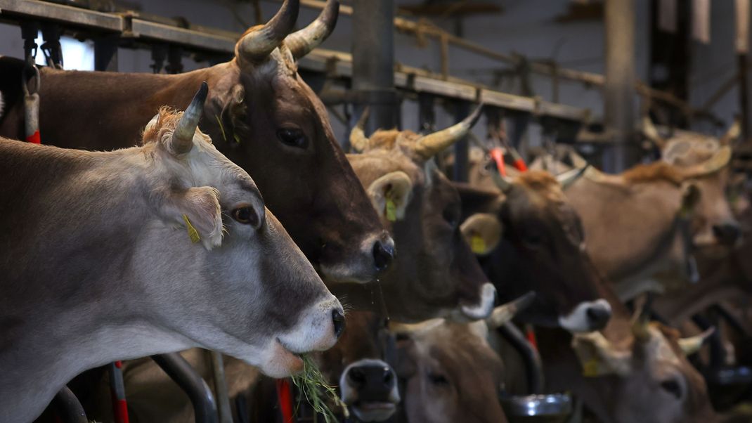 Oftmals wird das Wohl der Tiere vernachlässigt - ein neues Gesetz soll das nun verbieten.