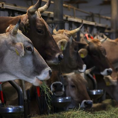 Strengere Regeln zum Tierschutz