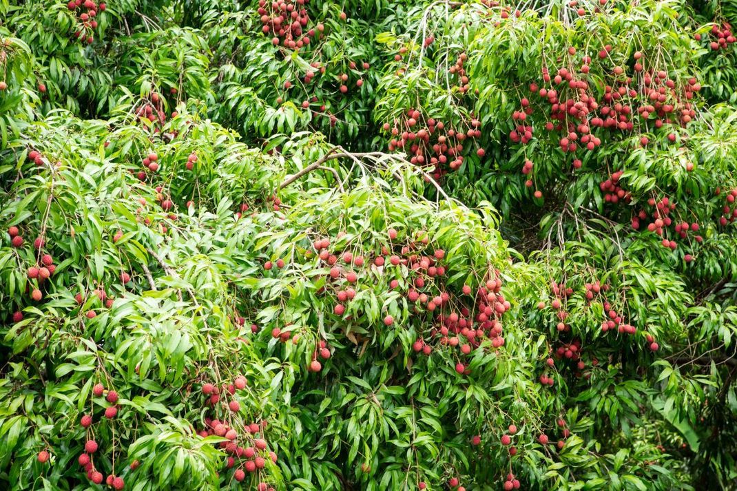 Die Litschis aus dem Supermarkt stammen meist aus China, Taiwan, Thailand oder Indien. Aber auch in Afrika, insbesondere Madagaskar, Australien und Israel werden sie kultiviert. Der Litschi-Baum kann 15 Meter hoch werden und pro Jahr 150 Kilo Früchte tragen. Bis zu 30 Litschis hängen in Rispen zusammen. 
