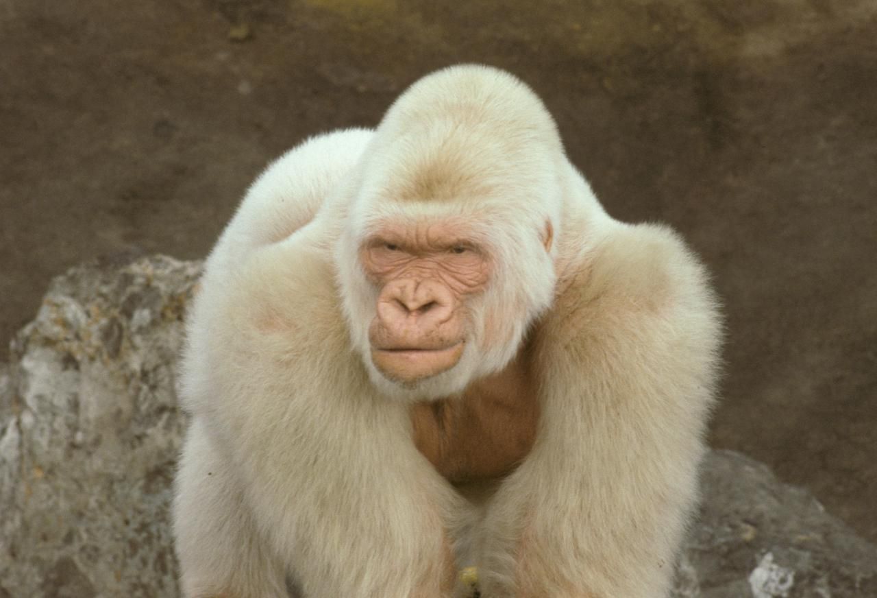 Albino-Gorilla: Rund 40 Jahre war "Snowflake" die Attraktion im Zoo von Barcelona. Er zeugte 22 Kinder, aber kein einziges war ein Albino. 2003 erkrankte er an Hautkrebs und musste eingeschläfert werden.