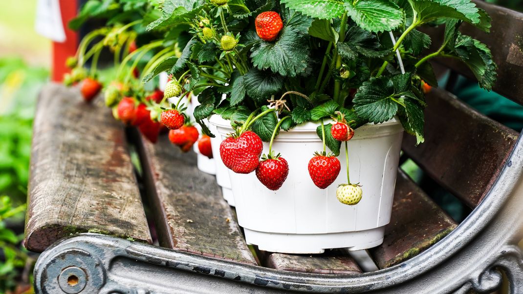 So werden Erdbeeren richtig über den Winter gebracht