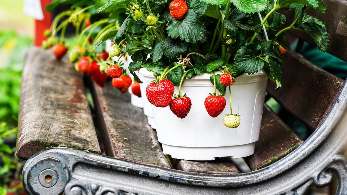 Erdbeeren überwintern