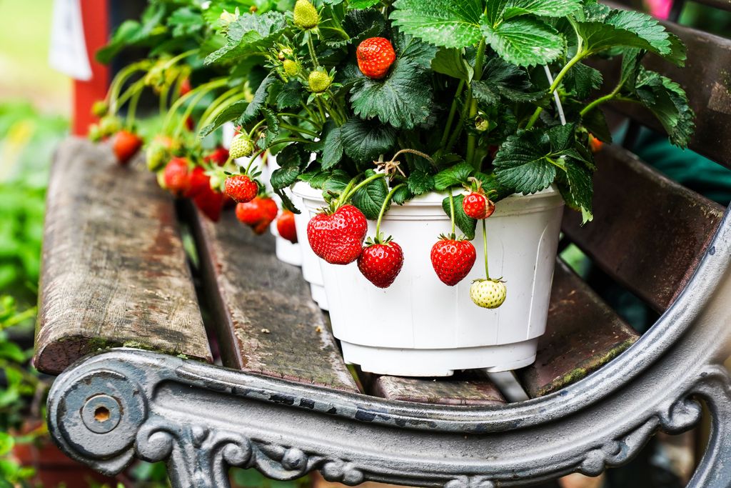 Erdbeeren richtig überwintern So schützt du die kleinen Pflanzen an
