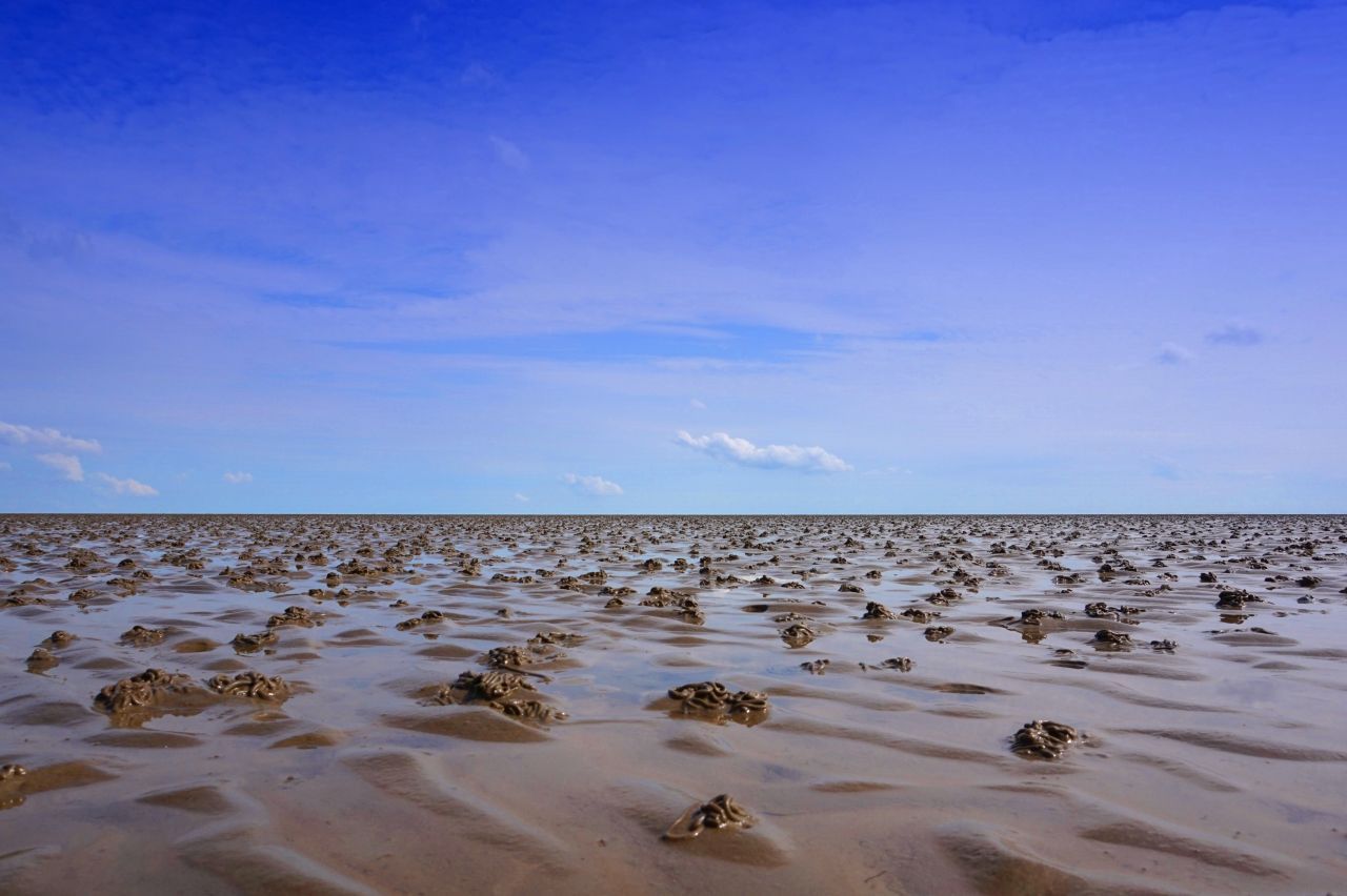 Wurmlandschaft: Auf diese Weise reihen sich die Sandspaghetti-Haufen kilometerweise im Watt aneinander. Die Wattwürmer sind am Anfang sehr standorttreu, bewegen sich aber mit der Zeit durchaus durch das Watt. Je älter sie werden, desto weiter entfernen sie sich vom Strand und graben auch im küstenfernen Meeresboden, der bei Flut weitaus höher mit Wasser bedeckt wird. 