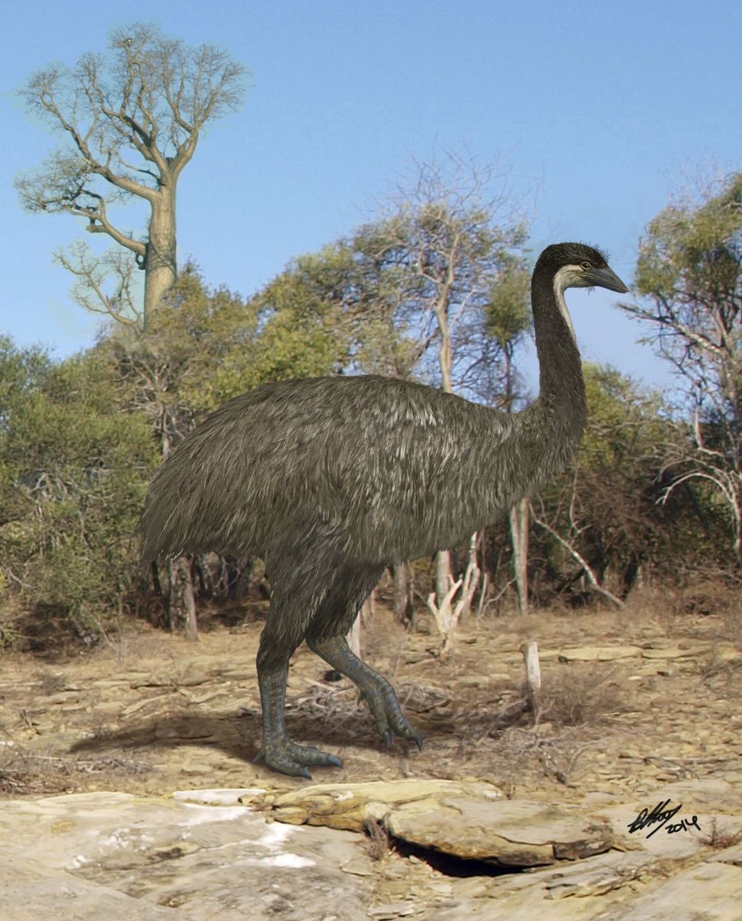 Ausgestorbener Gigant: Der Elefantenvogel gilt als größte Vogelart der Welt. Er lebte auf Madagaskar und wurde rund drei Meter groß. Das Bild zeigt eine Illustration des möglichen Aussehens.