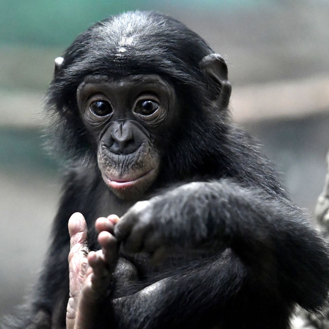 Zur Gattung der Schimpansen zählt auch der Bonobo, der eine ausgeprägte Fähigkeit zur Empathie hat. Forscher  führten in einem Versuch 2 einander fremde Bonobos in zwei durch Gitter getrennte Räume. Über einen Mechanismus hatte einer der beiden die Möglichkeit, einen Apfel in den anderen Raum fallen zu lassen - und das tat er auch: Selbstlos half er dem fremden Nachbarn, an die Leckerei zu kommen.