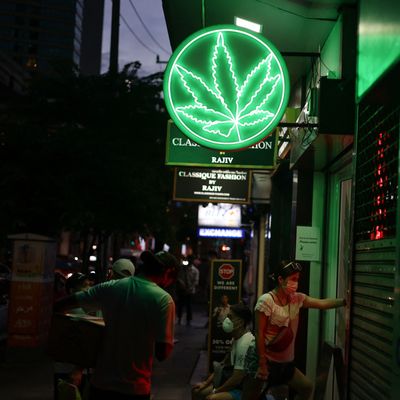 Cannabis in Thailand