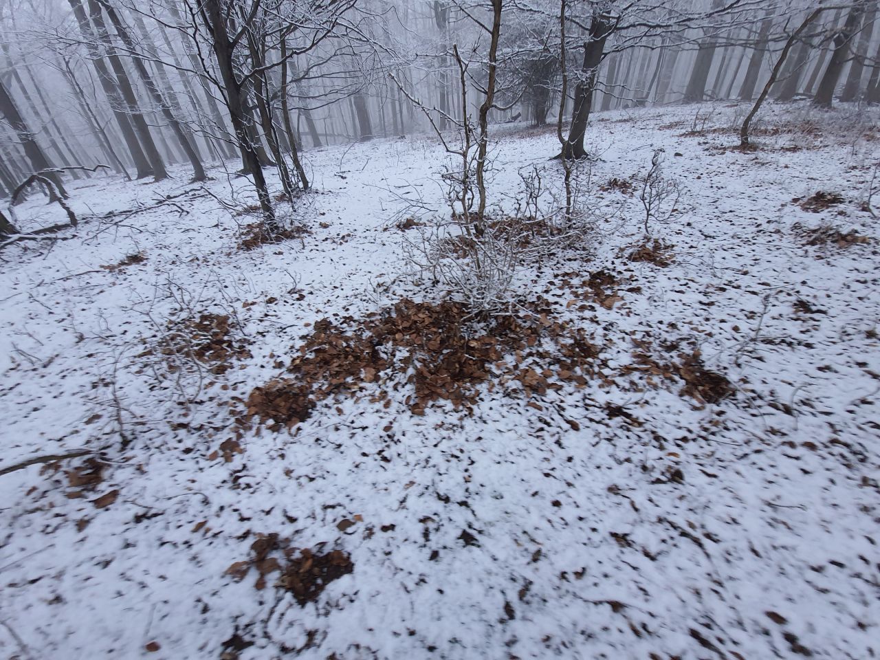 Auf den ersten Blick liegt nur ein wenig Laub auf dem Schnee. Fährtenleser erkennen, dass hier eine Amsel auf Nahrungssuche war. 