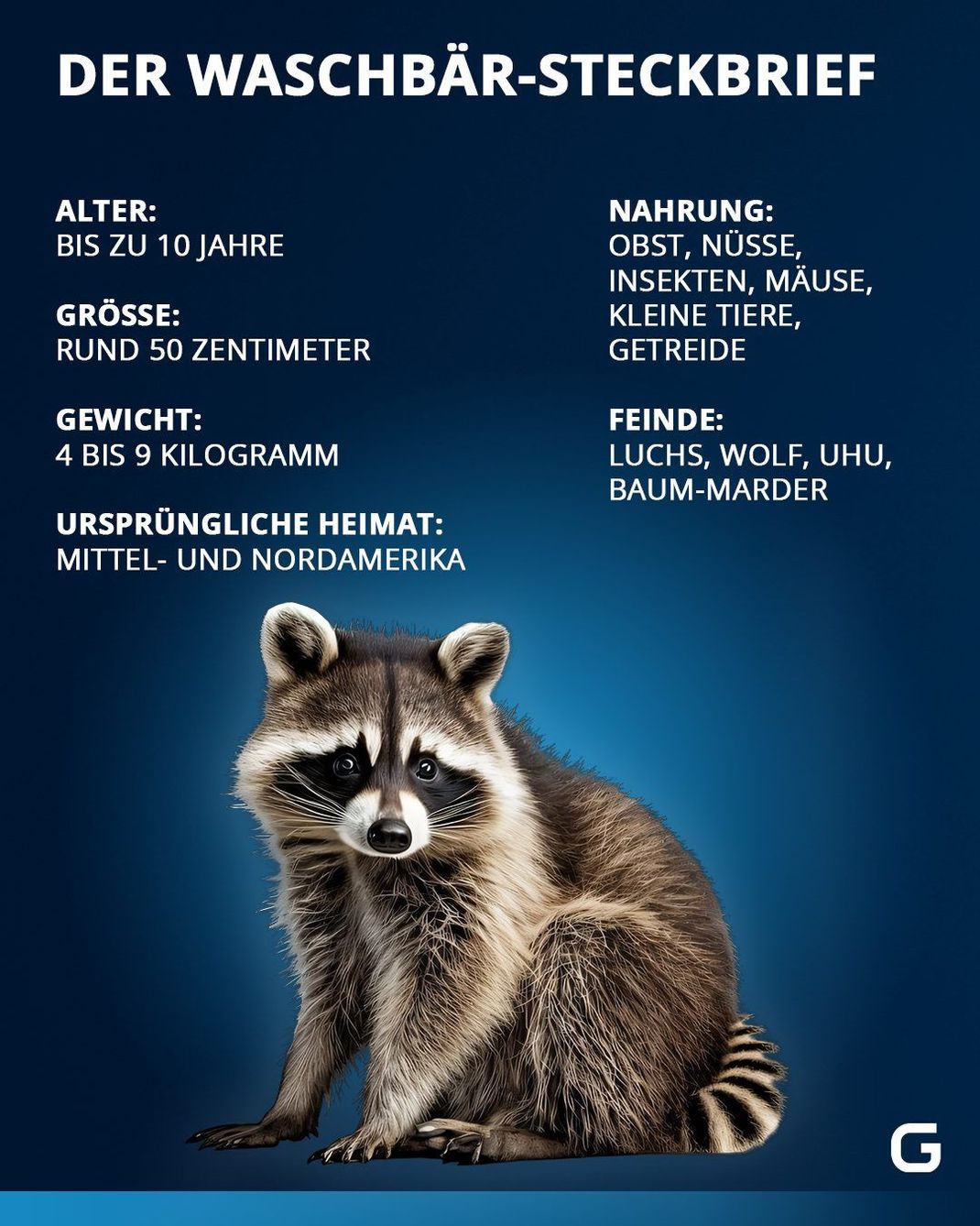 Alle Infos zum Waschbär im Steckbrief