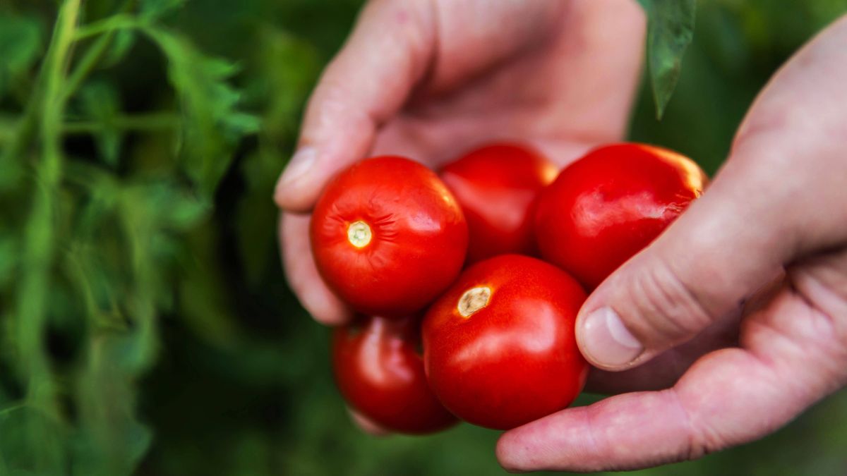 Forschung zeigt: Bio-Tomaten enthalten mehr gesunde Stoffe als Tomaten aus konventionellem Anbau.