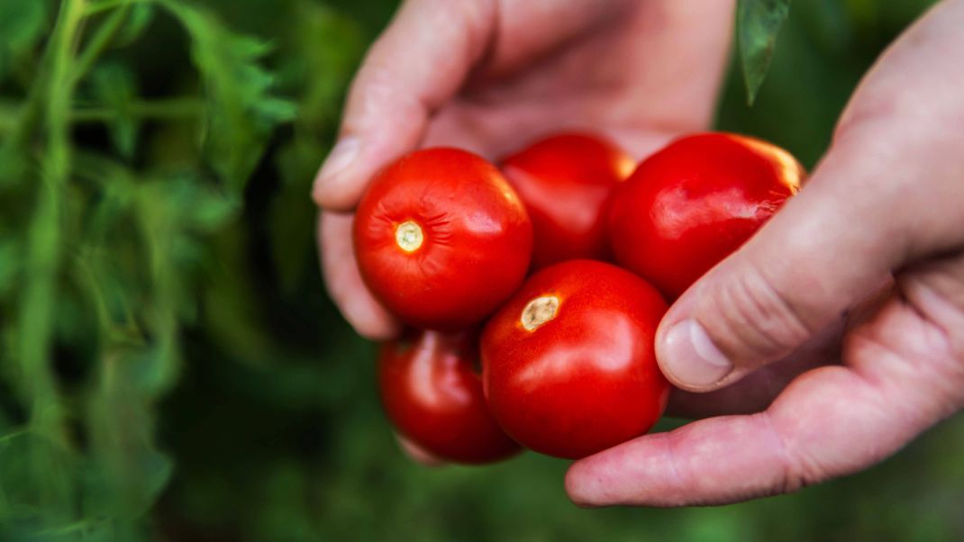 Forschung zeigt: Bio-Tomaten enthalten mehr gesunde Stoffe als Tomaten aus konventionellem Anbau.