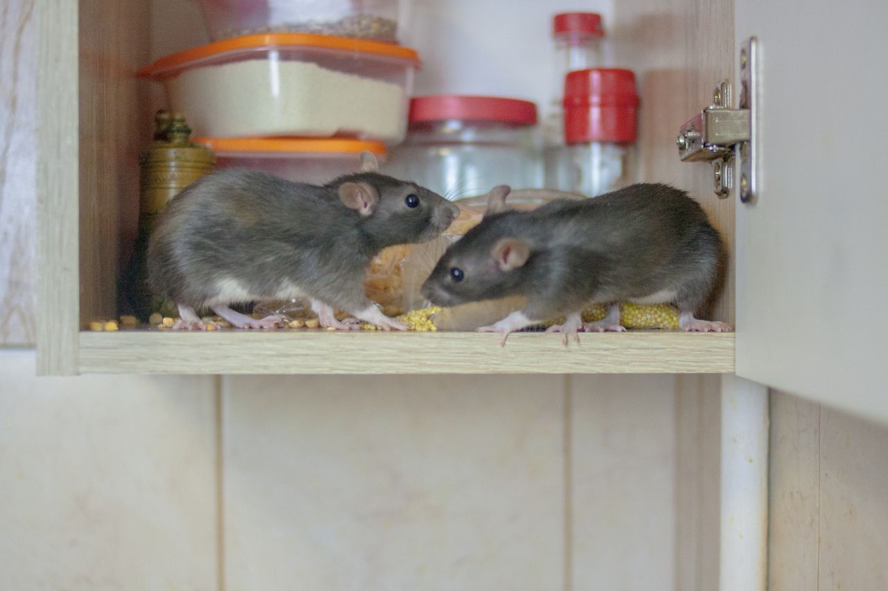 Mäuse nagen in der Speisekammer und in Schränken Kartons, Verpackungen und Lebensmittel an.