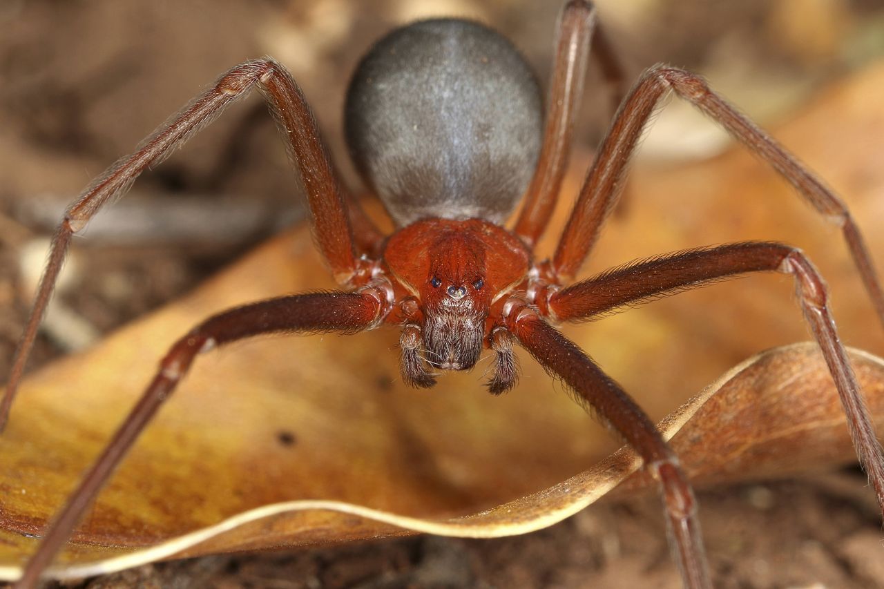 Die Sechsäugige Sandspinne möchtest du ebenfalls nicht persönlich kennenlernen. Sie ist etwa 5 Zentimeter groß und lebt im südlichen Teil von Afrika. Dort buddelt sie sich in den Sand ein und lauert auf ihre Fressfeinde. Ihr Biss ist giftig, zerstört Blutgefäße und Gewebe. Problem an der Sache: Es gibt kein Gegengift.