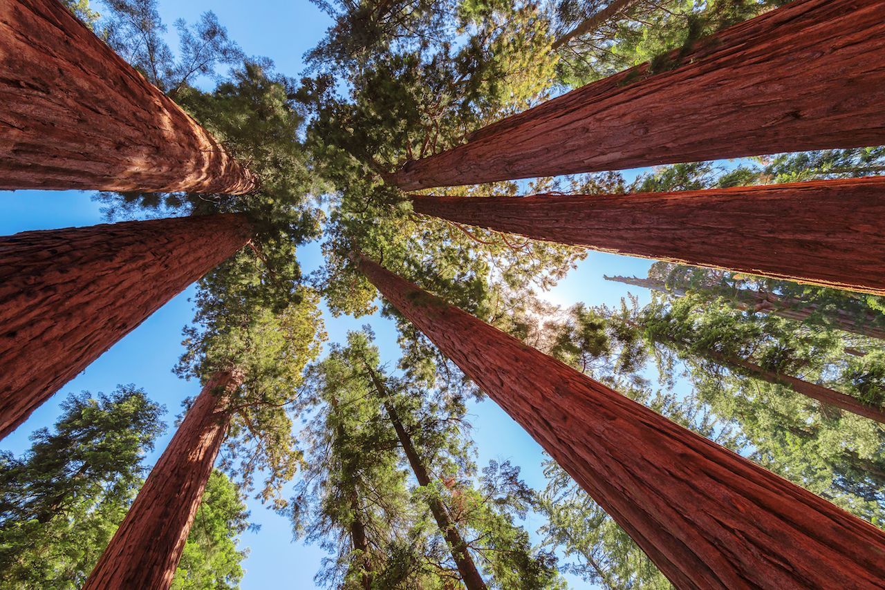 Fast doppelt so hoch, rund 115 Meter, ist der höchste Baum der Welt: Der Küstenmammutbaum wächst im Redwood-Nationalpark in Kalifornien. Um ihn zu schützen, wird  sein genauer Standort geheimgehalten.