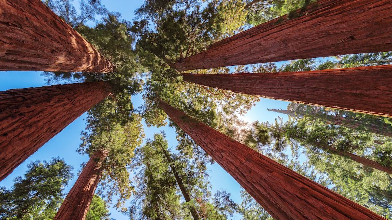 Fast doppelt so hoch, rund 115 Meter, ist der höchste Baum der Welt: Der Küstenmammutbaum wächst im Redwood-Nationalpark in Kalifornien. Um ihn zu schützen, wird  sein genauer Standort geheimgehalten.