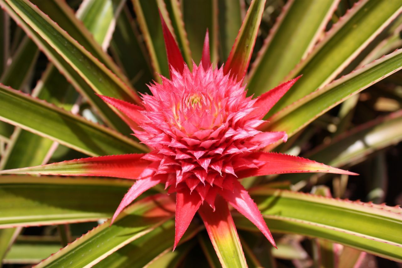 Aber auch die Ananas kann blühen. Hier erstrahlt sie in sattem Rot. Allerdings blüht die "Mutterpflanze" nur ein Mal, und das meist erst nach 3 bis 4 Jahren. Danach verwelkt sie. Doch keine Sorge: Zuvor gehen kleine Ableger hervor, die für den Fortbestand sorgen.