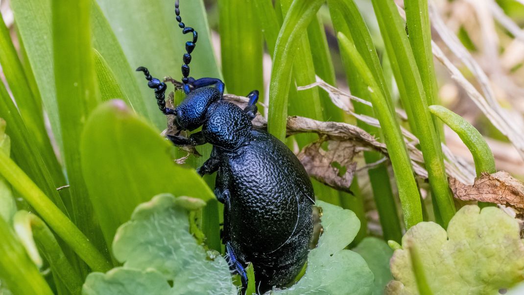 Der Blauer Ölkäfer (Meloe proscarabaeus) gilt in Deutschland als gefährdet. In Ägypten hingegen gilt der Käfer als Schädling in der Landwirtschaft.