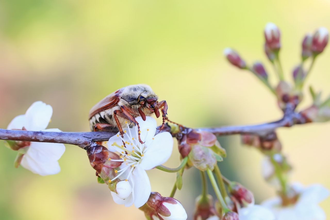 Das Lieblings-Revier von Feldmaikäfern sind Streuobstwiesen. Der Bestand geht allerdings zurück. Das macht den Käfern zu schaffen - ebenso wie Insektizide.