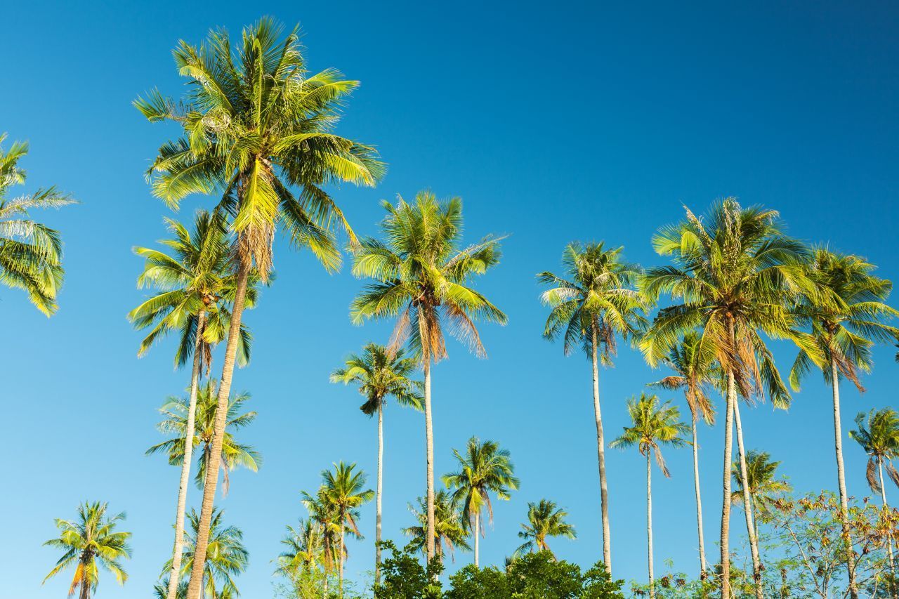 Über eine Tonne Masse - so viel wiegt eine Kokosnuss, wenn sie mit hoher Geschwindigkeit von rund 25 Metern Höhe von der Palme fällt. Für diese Erkenntnis erhielt der Arzt Peter Barss 2001 den Ig-Nobelpreis der Medizin.