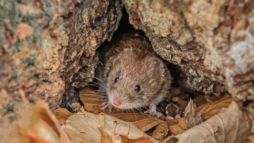 Sehen niedlich aus, bereiten Gartenbesitzern aber jede Menge Ärger: Wühlmäuse.