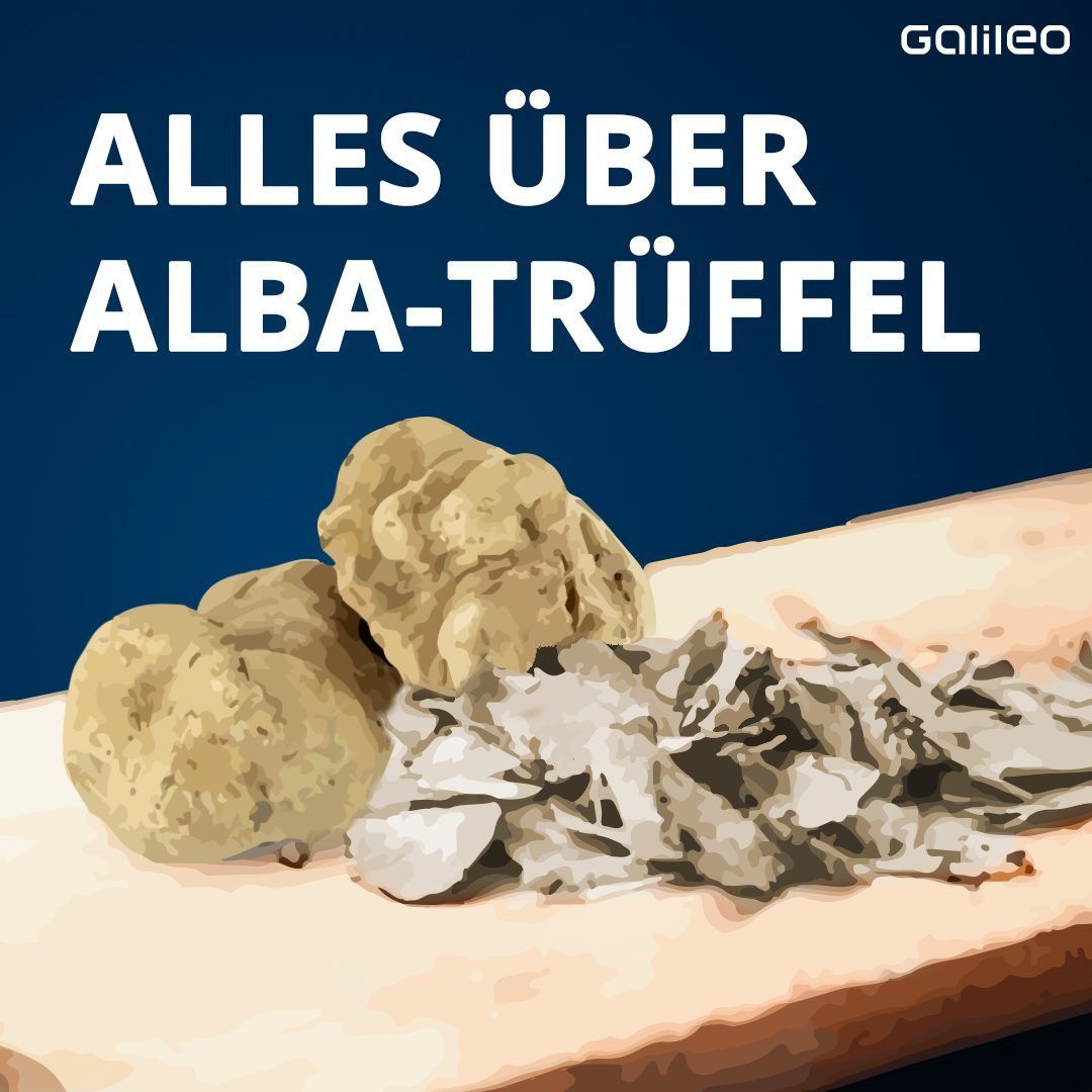 So wächst der weiße Alba-Trüffel. 