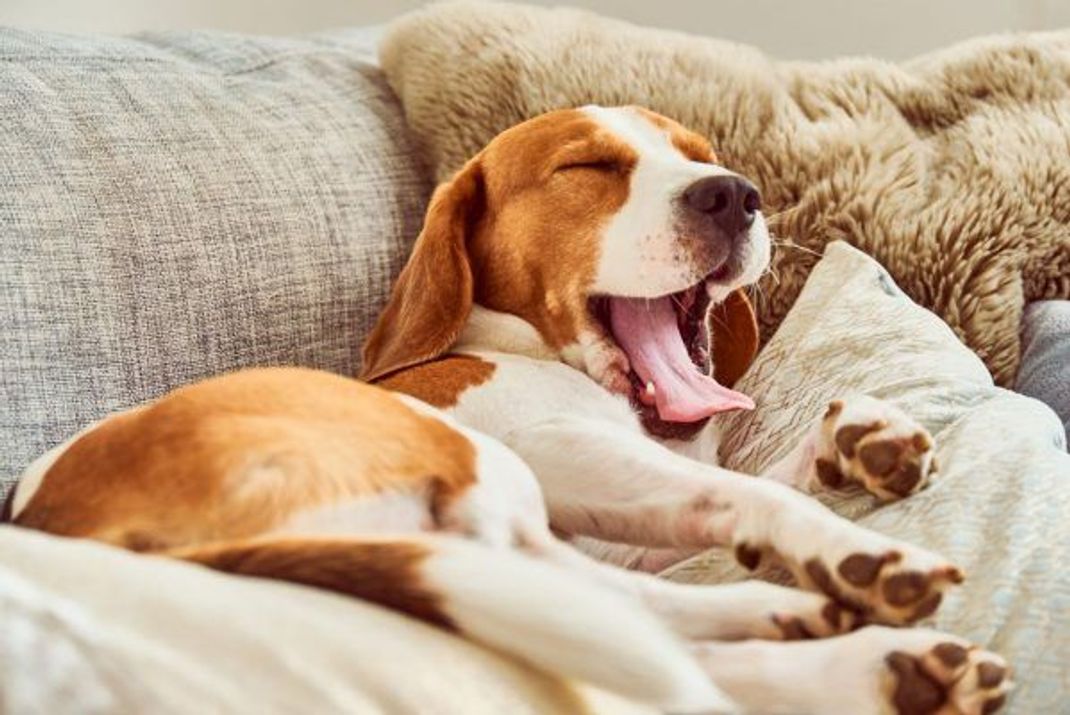 Statt Kaffee: Gähnen ist auch für Hunde wie ein Wecker fürs Gehirn.