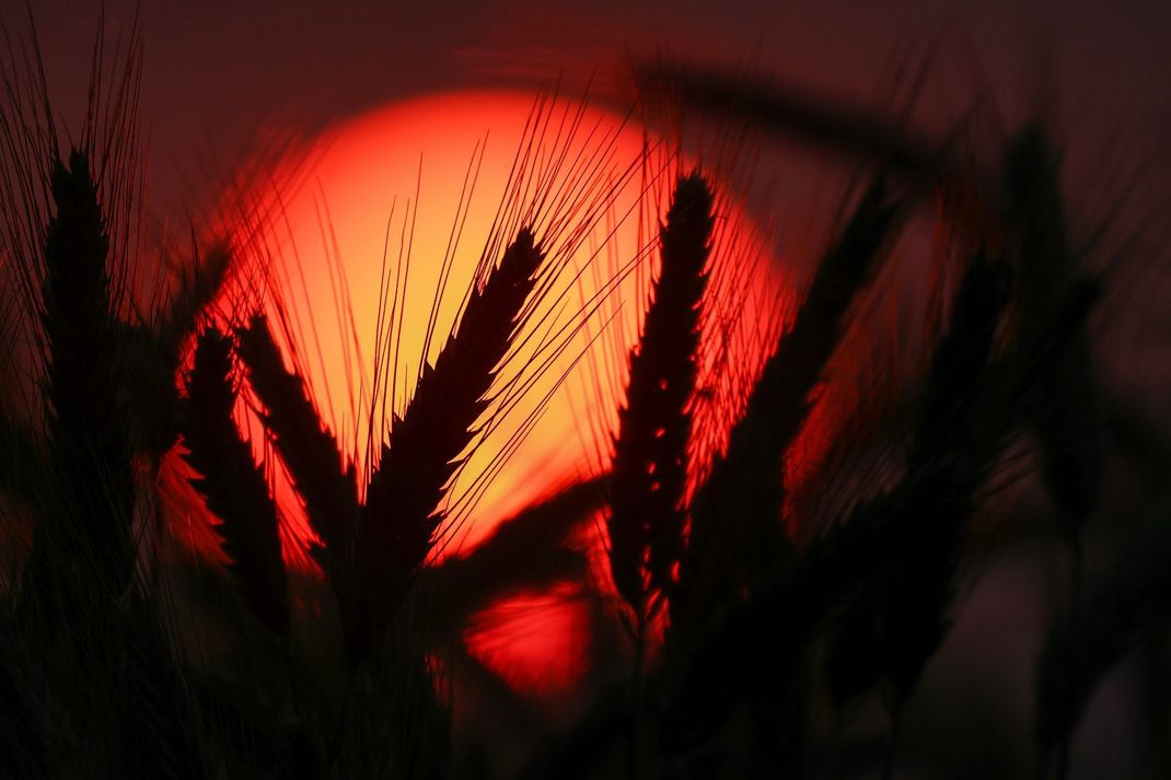 19.06.2025, Baden-Württemberg, Uttenweiler: Hinter einem Getreidefeld geht am Morgen die Sonne auf.