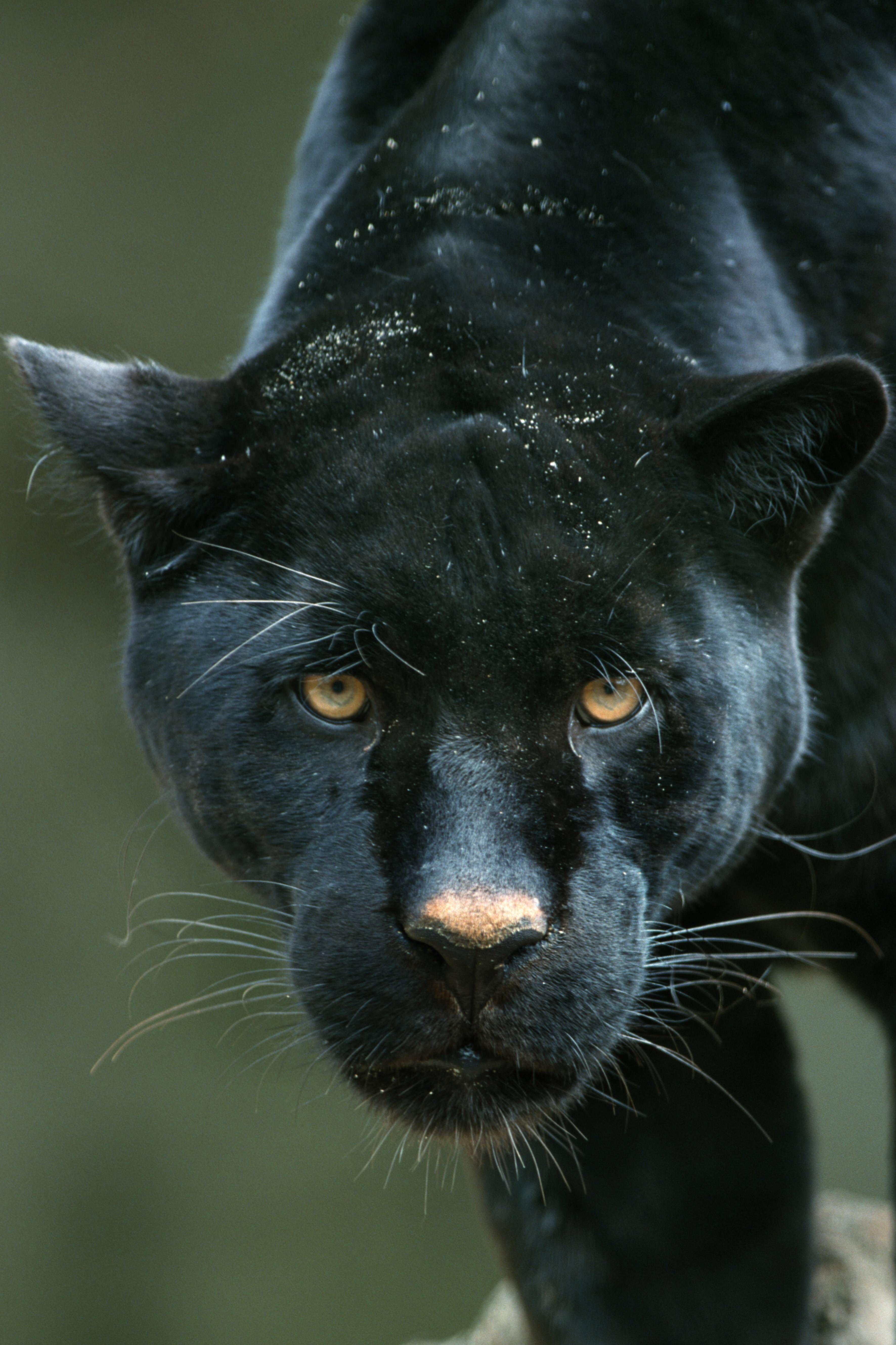 Schau mir in die Augen! Diese schwarze Schönheit ist ein Panther - also ein melanistischer Jaguar.