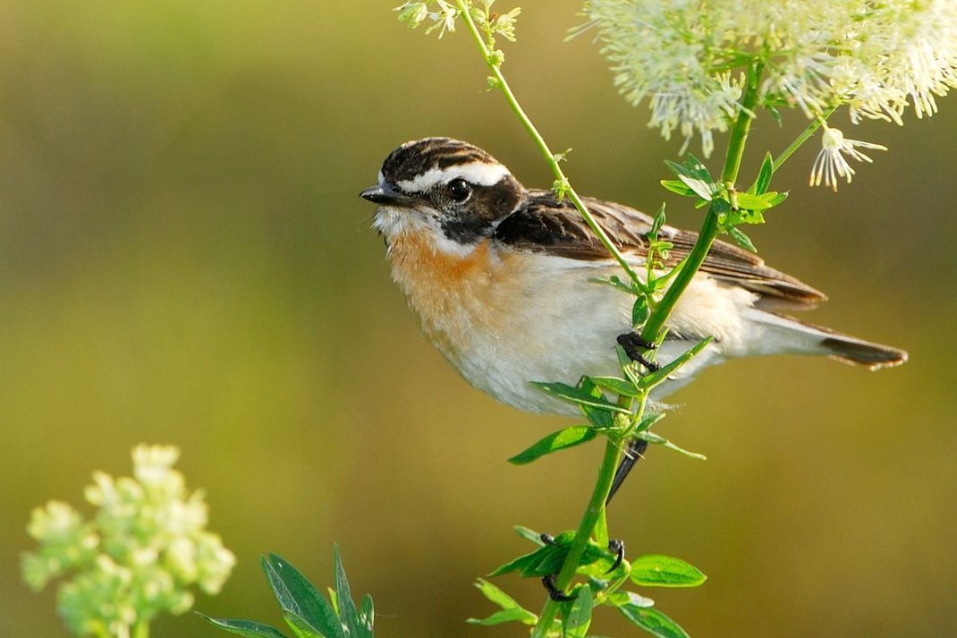 Das Braunkehlchen ist als Vogel des Jahres 2023 noch amtierender Sieger.