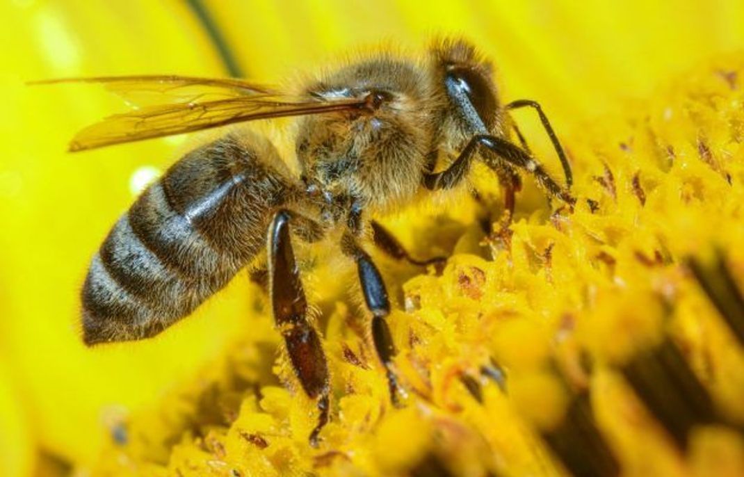 Etwa 500 Bienenarten sind in Deutschland nachgewiesen, weltweit sind es ungefähr 20.000 Arten. Nur die Honig-Biene produziert allerdings auch Honig.