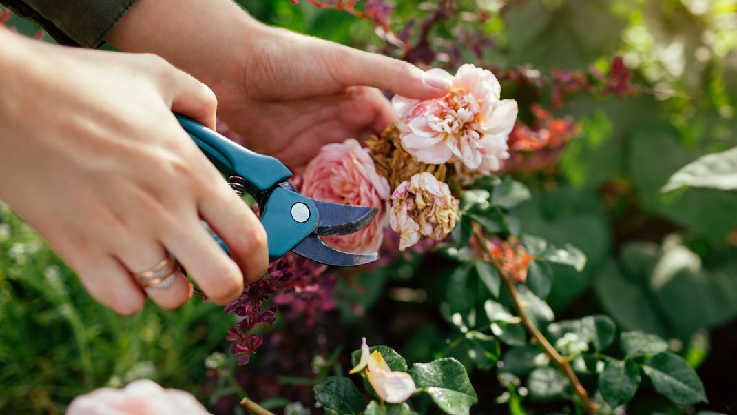 Es naht Rettung für vertrocknete Rosen! Wie wir Rosen neues Leben einhauchen - und was wir lieber lassen sollten.